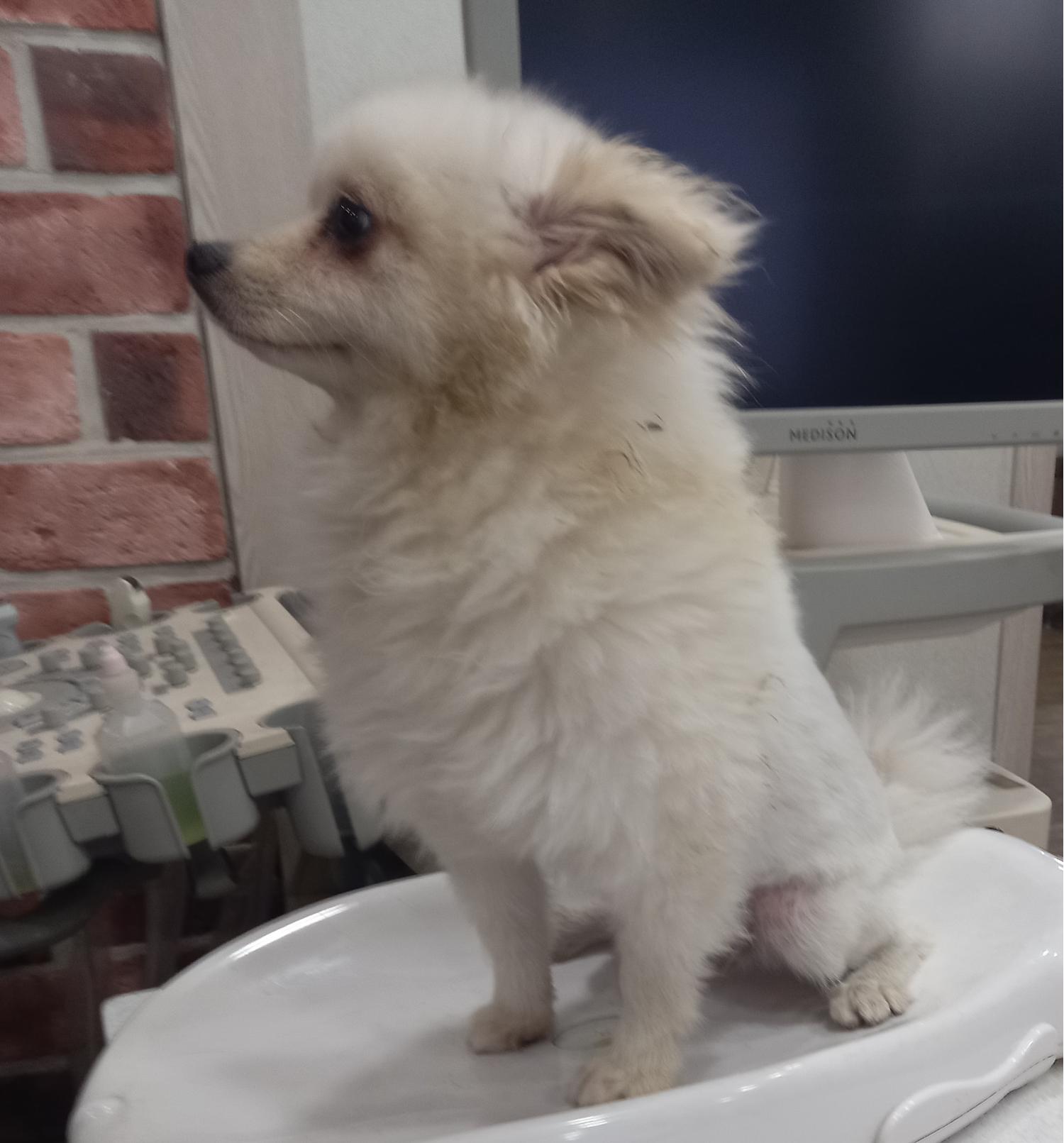 포메라니안 이미지 파일 입니다.
